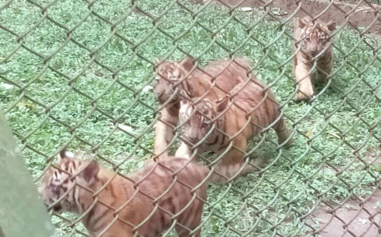 Harimau